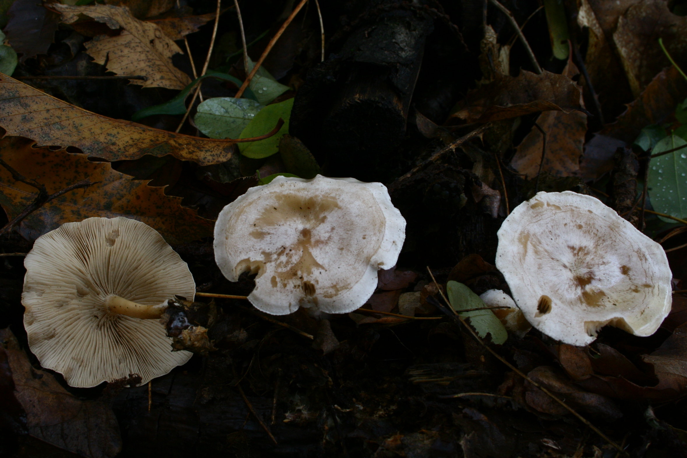 Clitocybe_phyllophila_20121111wa.JPG