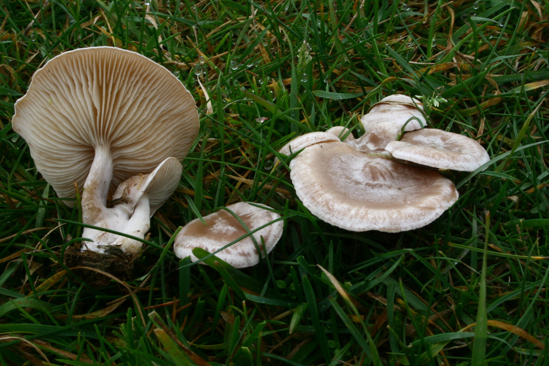 Clitocybe_rivulosa_20081116w.JPG