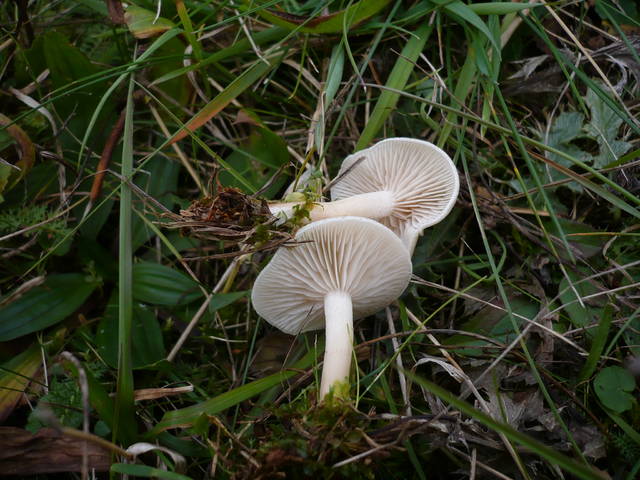 Clitocybe_rivulosa_bottom.jpg