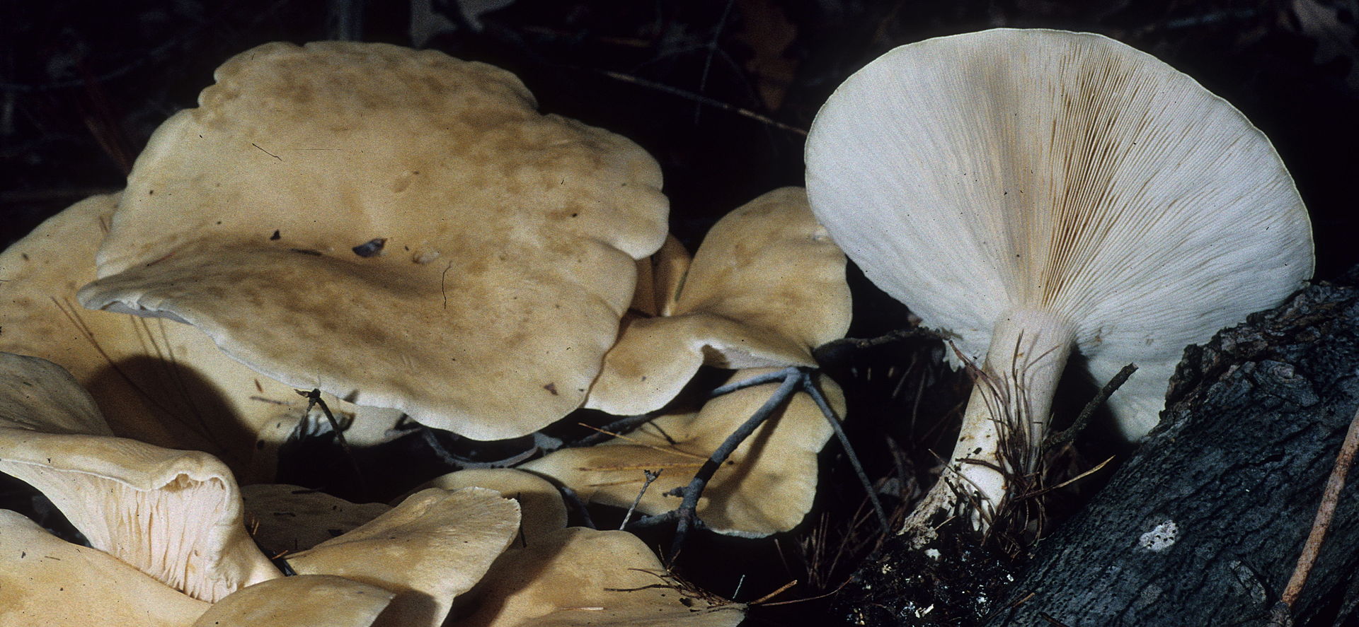 Leucopaxillus_giganteus_72289.jpg