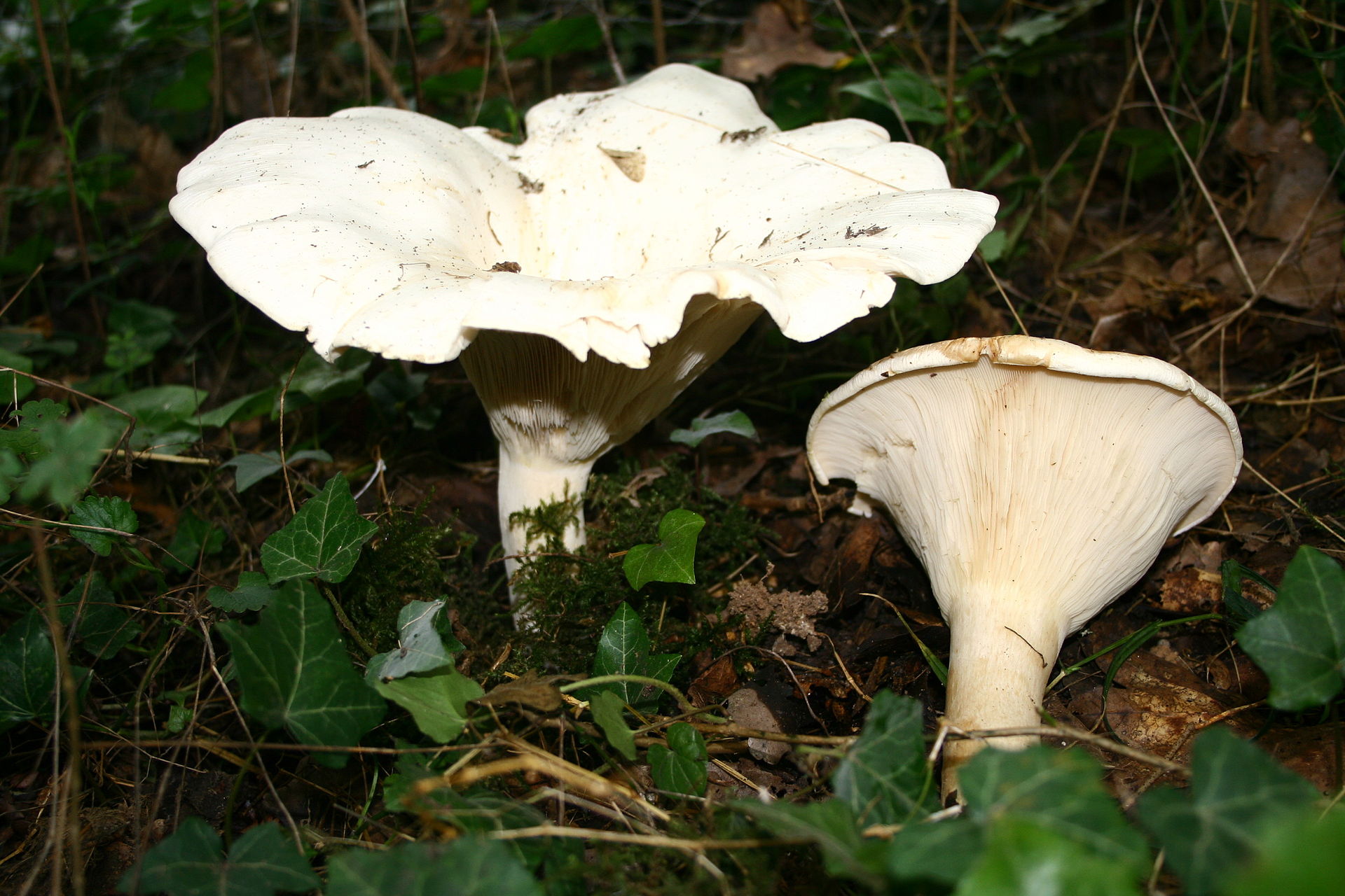 Leucopaxillus_giganteus_20070817wa.JPG