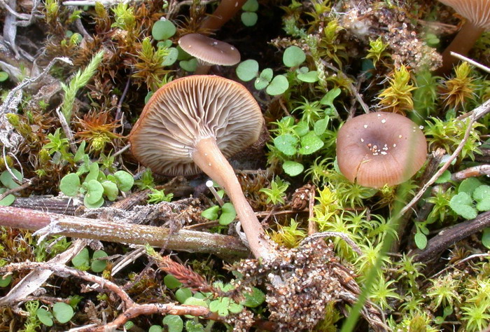 omphalina barbularum dt281008dt 2 r.jpg