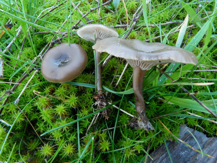 Omphalina barbularum dt031209dt 01 r.jpg