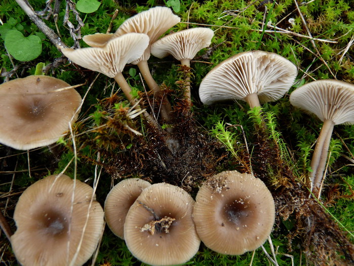 Omphalina barbularum dt121109dt 02 r.jpg