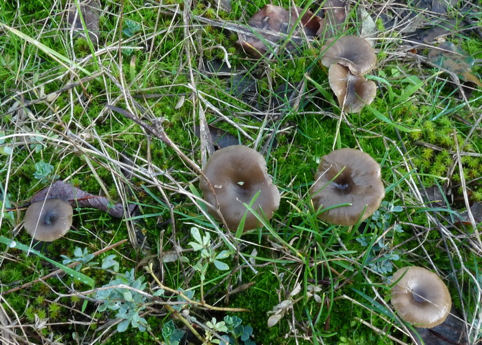 Omphalina barbularum dt031209dt 02 r.jpg