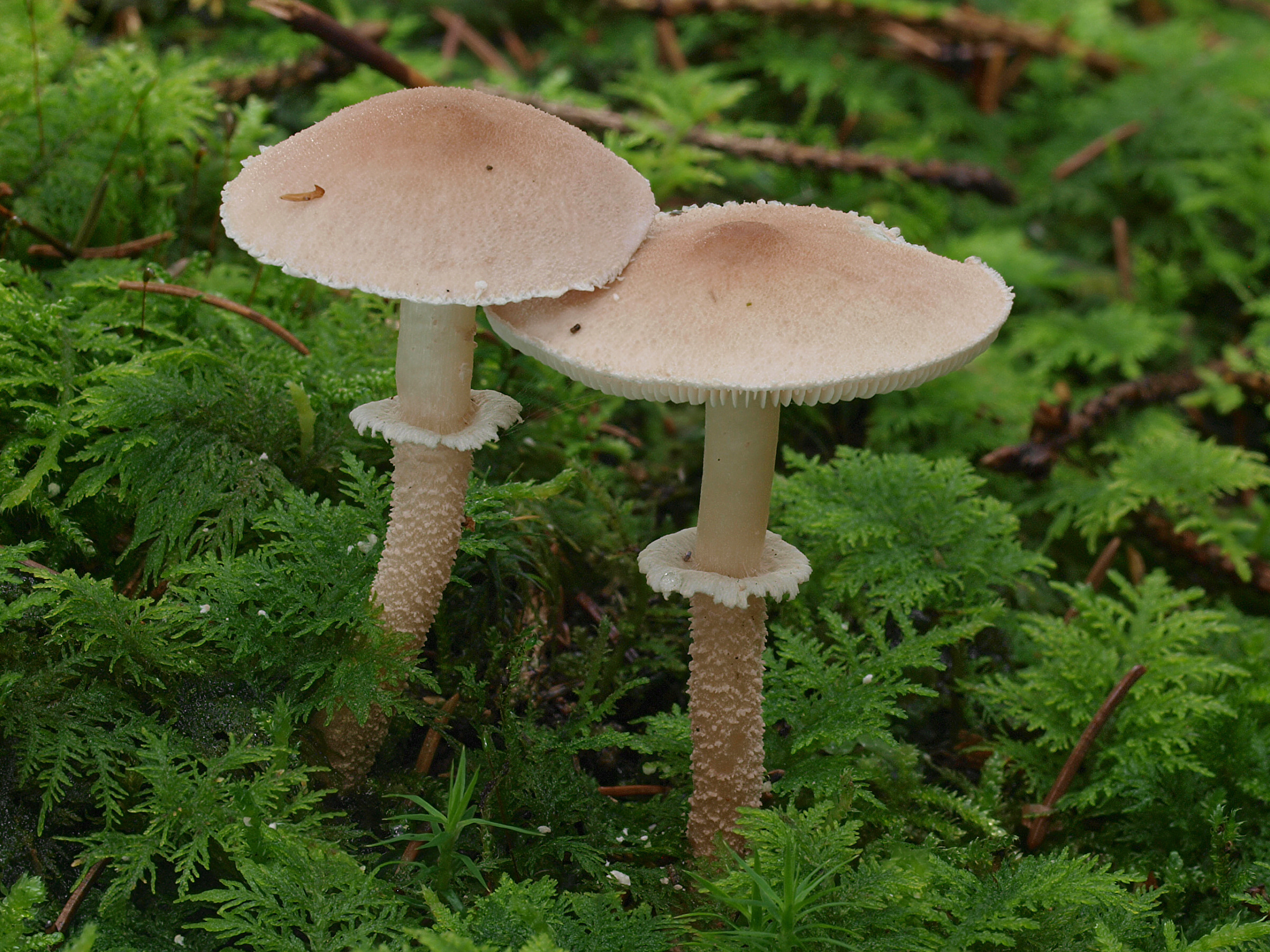 2012-10-14_Cystoderma_carcharias_1.jpg