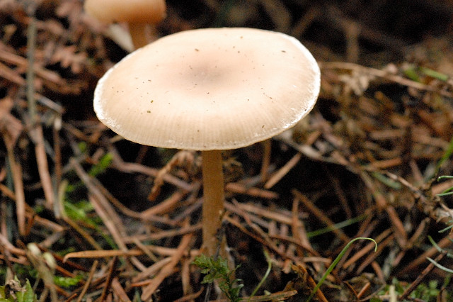 Clitocybe.vibecina.-.lindsey.jpg