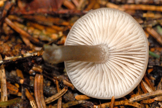 Clitocybe.vibecina2.-.lindsey.jpg