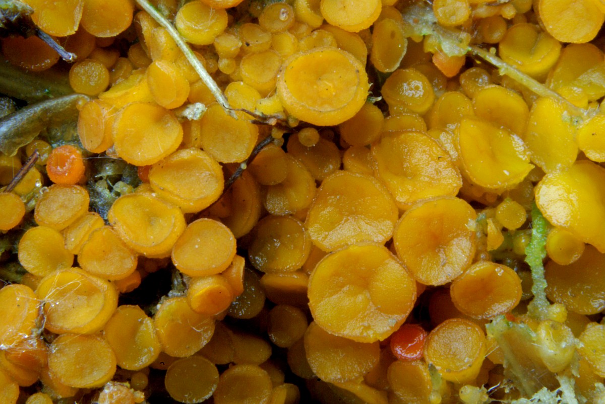 Cheilymenia theleboloides 3, Compostborstelbekertje, Saxifraga-Lucien Rommelaars.jpg