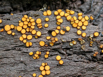 Scutellinia closeup1 GE.jpg