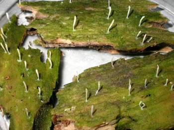 Multiclavula mucida GE.jpg