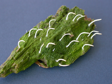 Multiclavula mucida1 GE.jpg