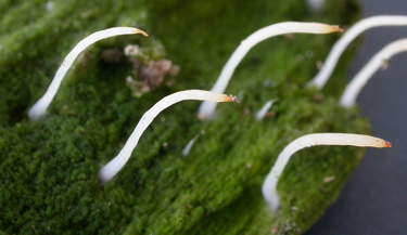 Multiclavula mucida1 closeup GE.jpg