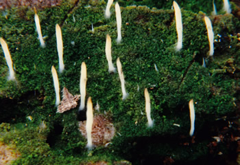 Multiclavula mucida Plischke.jpg