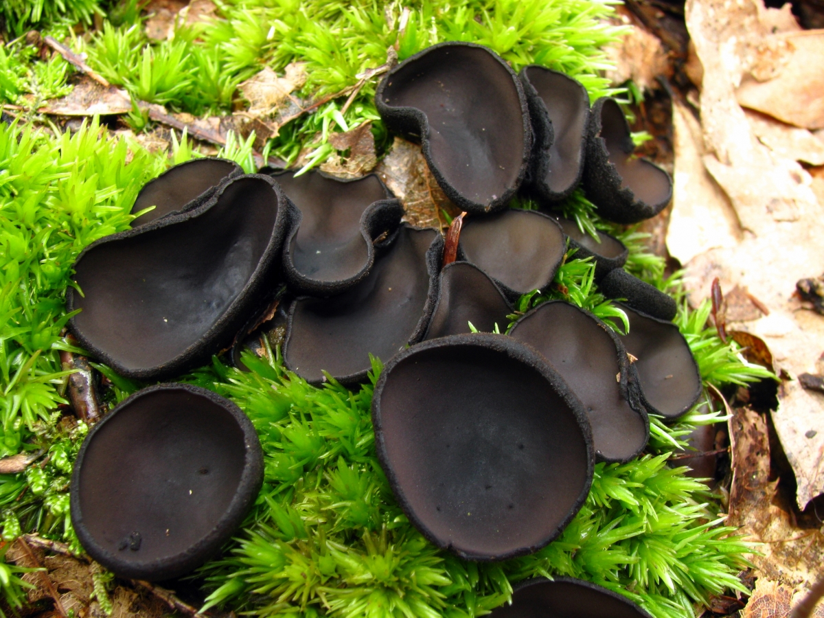 2012-03-20_Pseudoplectania_nigrella_(Pers.)_Fuckel_206884.jpg