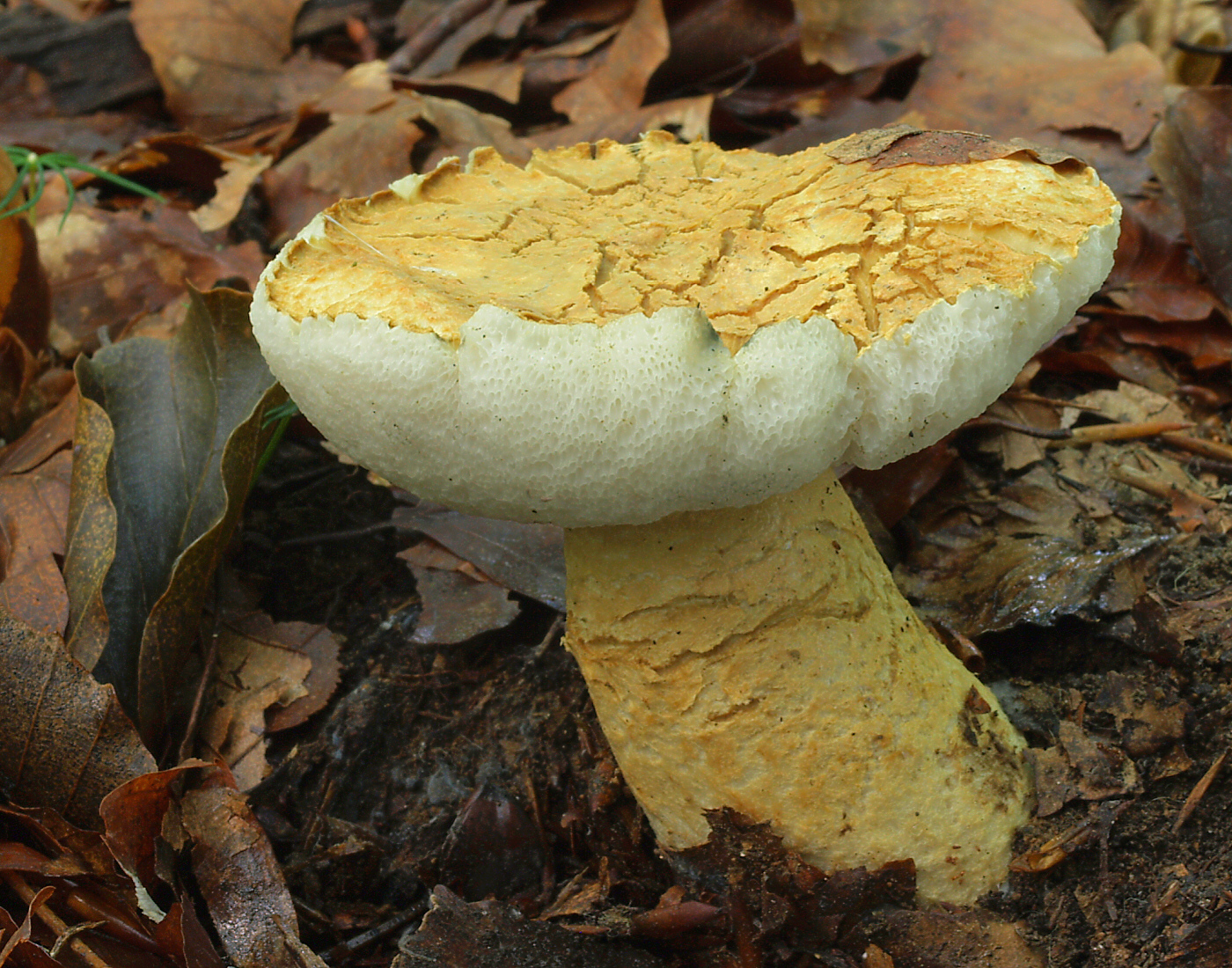 2007-08-15_Gyroporus_cyanescens.jpg