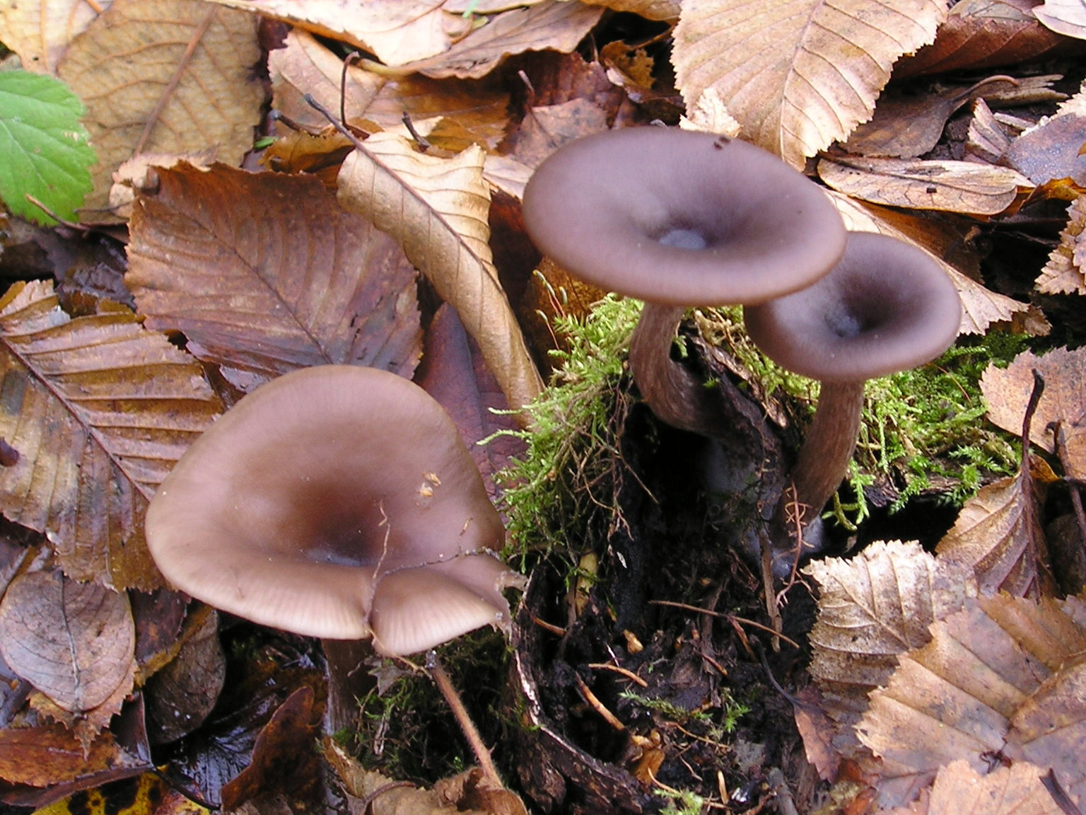 Pseudoclitocybe_cyathiformis_031123Aw.jpg