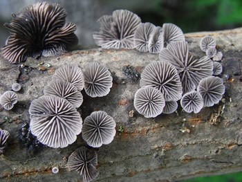 Resupinatus applicatus D Smullen.jpg