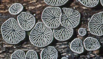 Resupinatus applicatus close up Roody.jpg