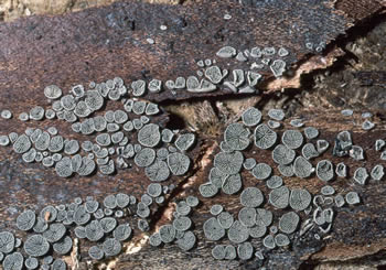 Resupinatus applicatus Roody.jpg