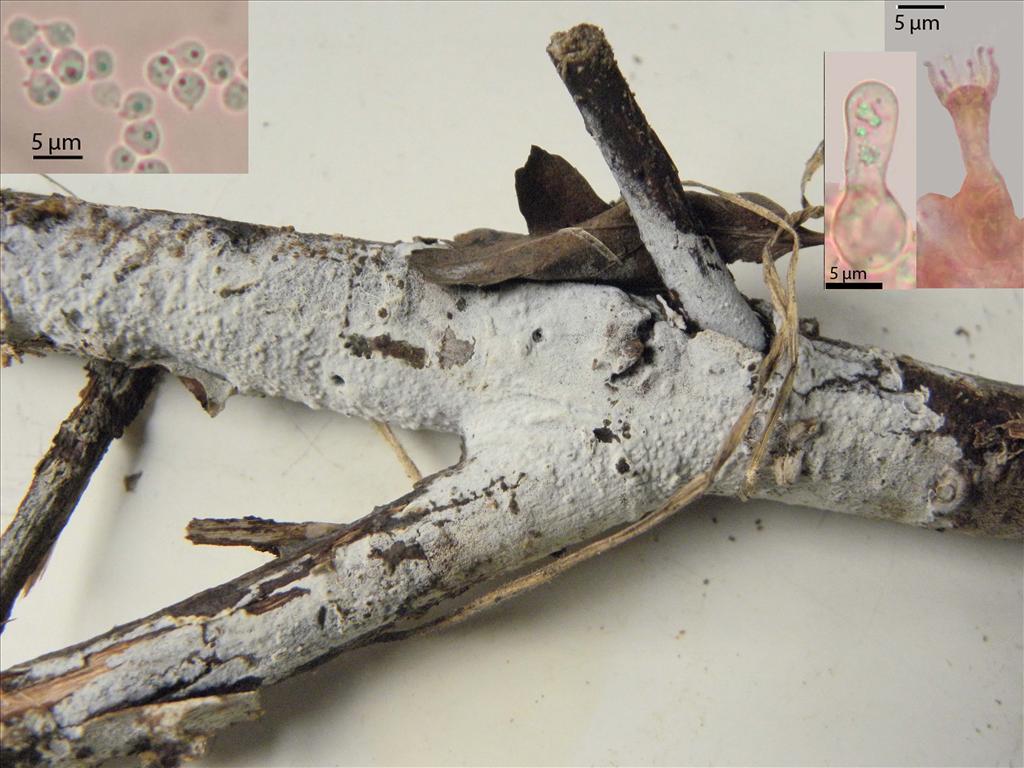 Sost diademiferum (7) copy113.jpg