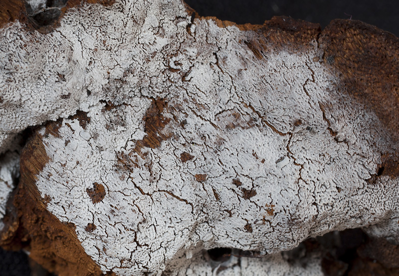 Sistotrema octosporum.jpg