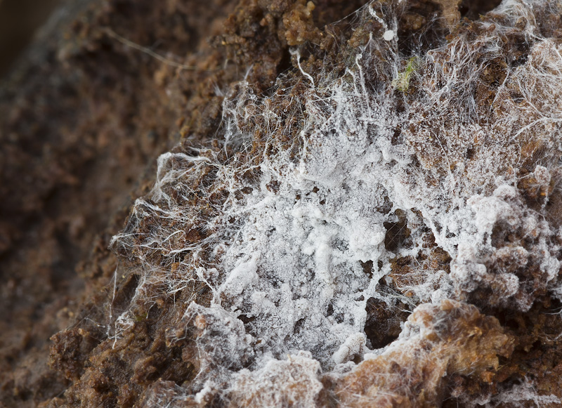 Sistotrema octosporum2.jpg