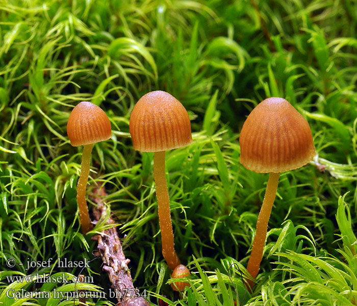 galerina_hypnorum_bh7734.jpg