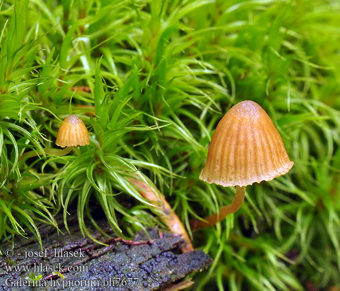 galerina_hypnorum_bh7677.jpg