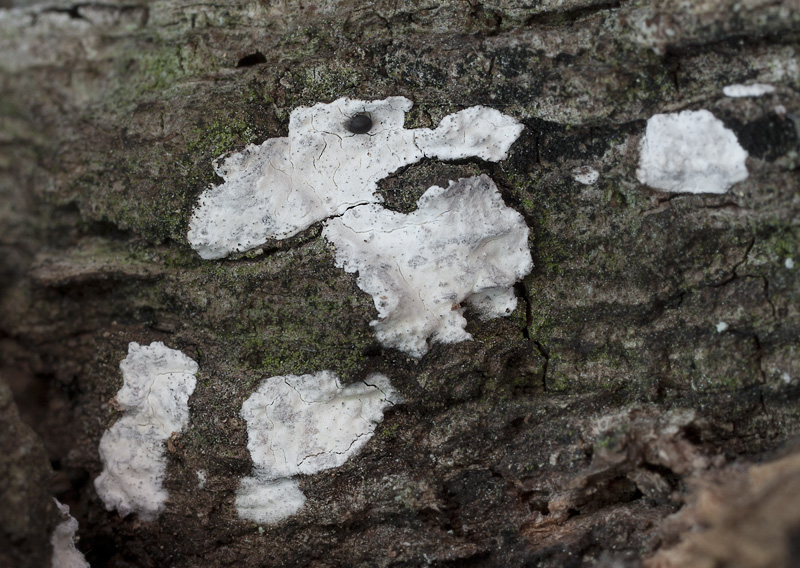 Dendrothele alliacea3.jpg