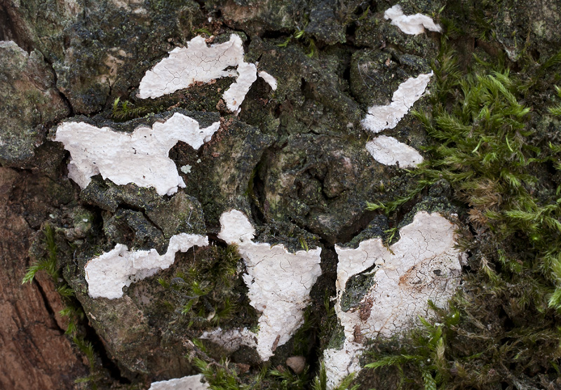 Dendrothele alliacea2.jpg