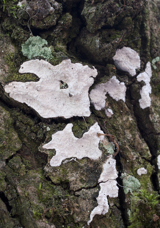 Dendrothele alliacea.jpg