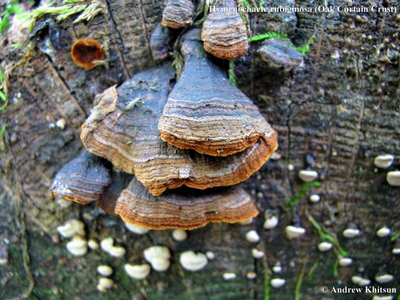 Hymenochaete_rubiginosa__Oak_Curtain_Crust_.JPG
