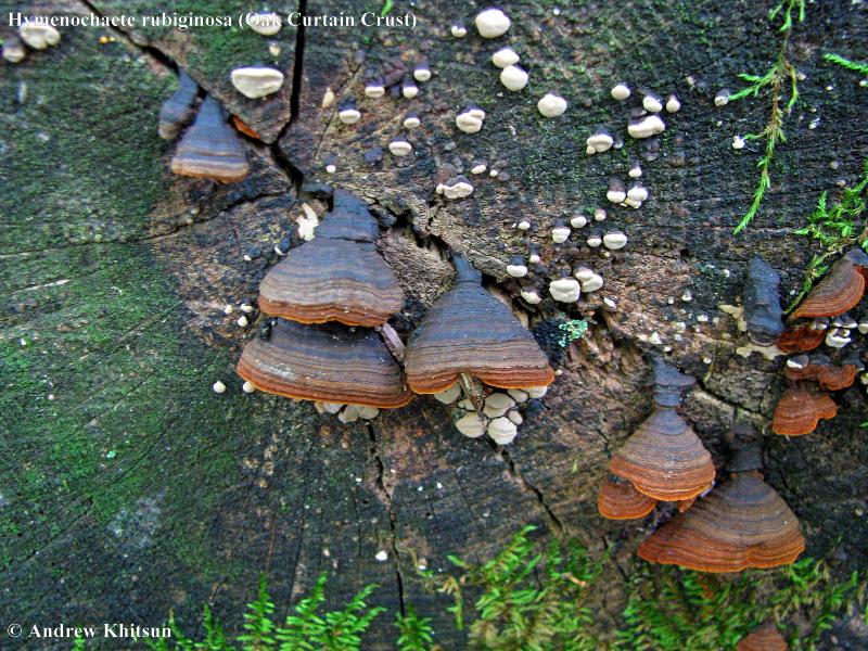 Hymenochaete_rubiginosa__6_.JPG