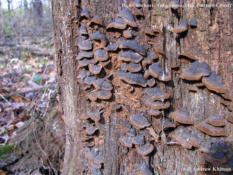 Hymenochaete_rubiginosa__Black_Hawk__3_.JPG