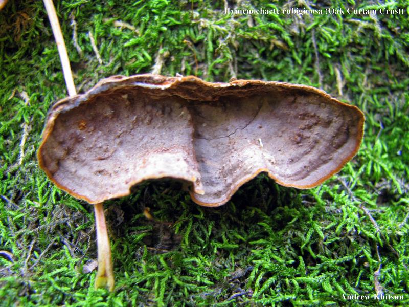 hymenochaete_rubiginosa__5_.jpg