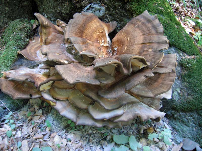 Meripilus_giganteus_orijaski_zbunac.jpg