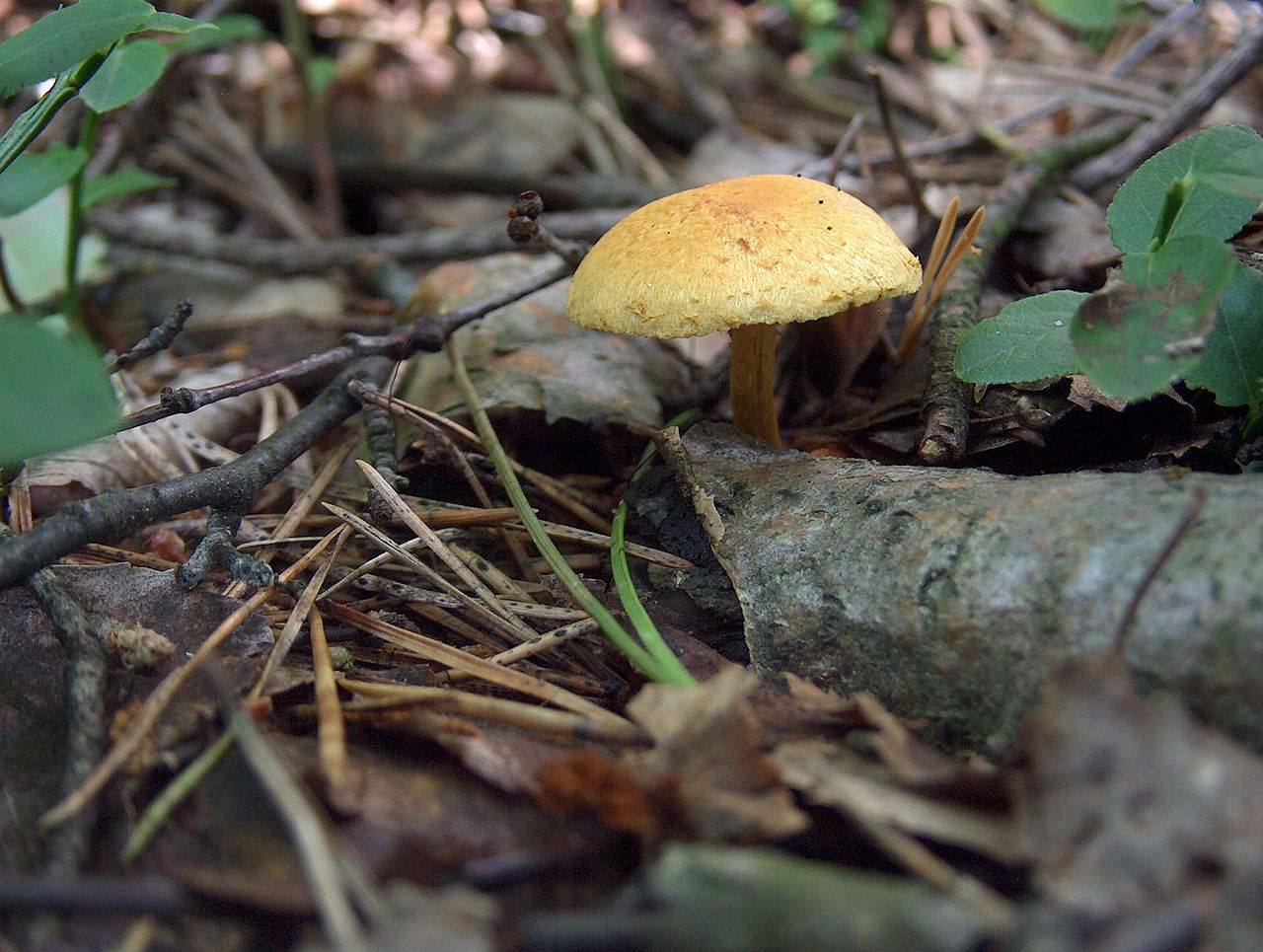 1280px-Gymnopilus_penetrans_Kangaskarvalakki_C_VI08_H6039.jpg