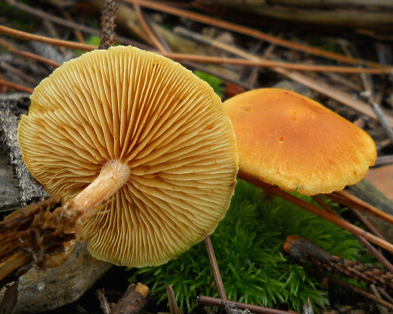 1280px-2011-10-06_Gymnopilus_penetrans_(Fr.)_Murrill_172726_crop.jpg