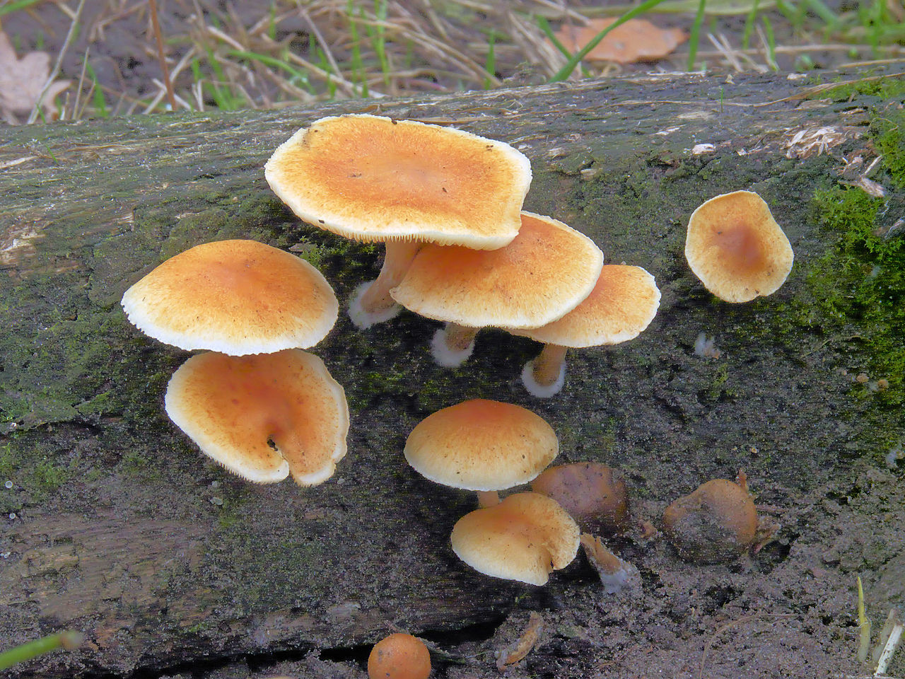 1280px-Gymnopilus_penetrans_(Dennenvlamhoed).jpg