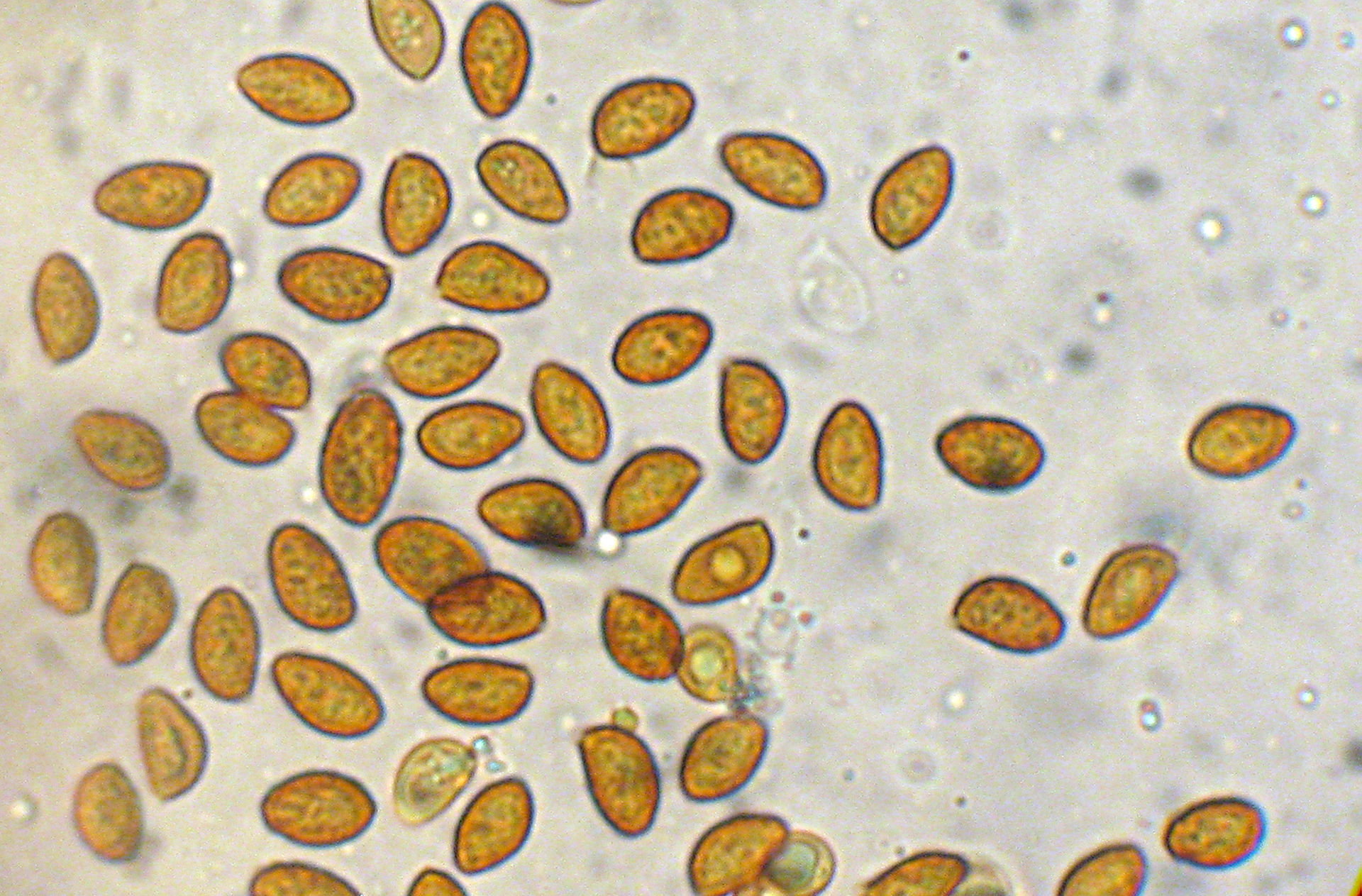 2012-06-20_Gymnopilus_penetrans_(Fr.)_Murrill_230214.jpg