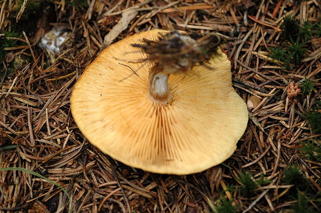 Gymnopilus_penetrans2_-_lindsey.jpg