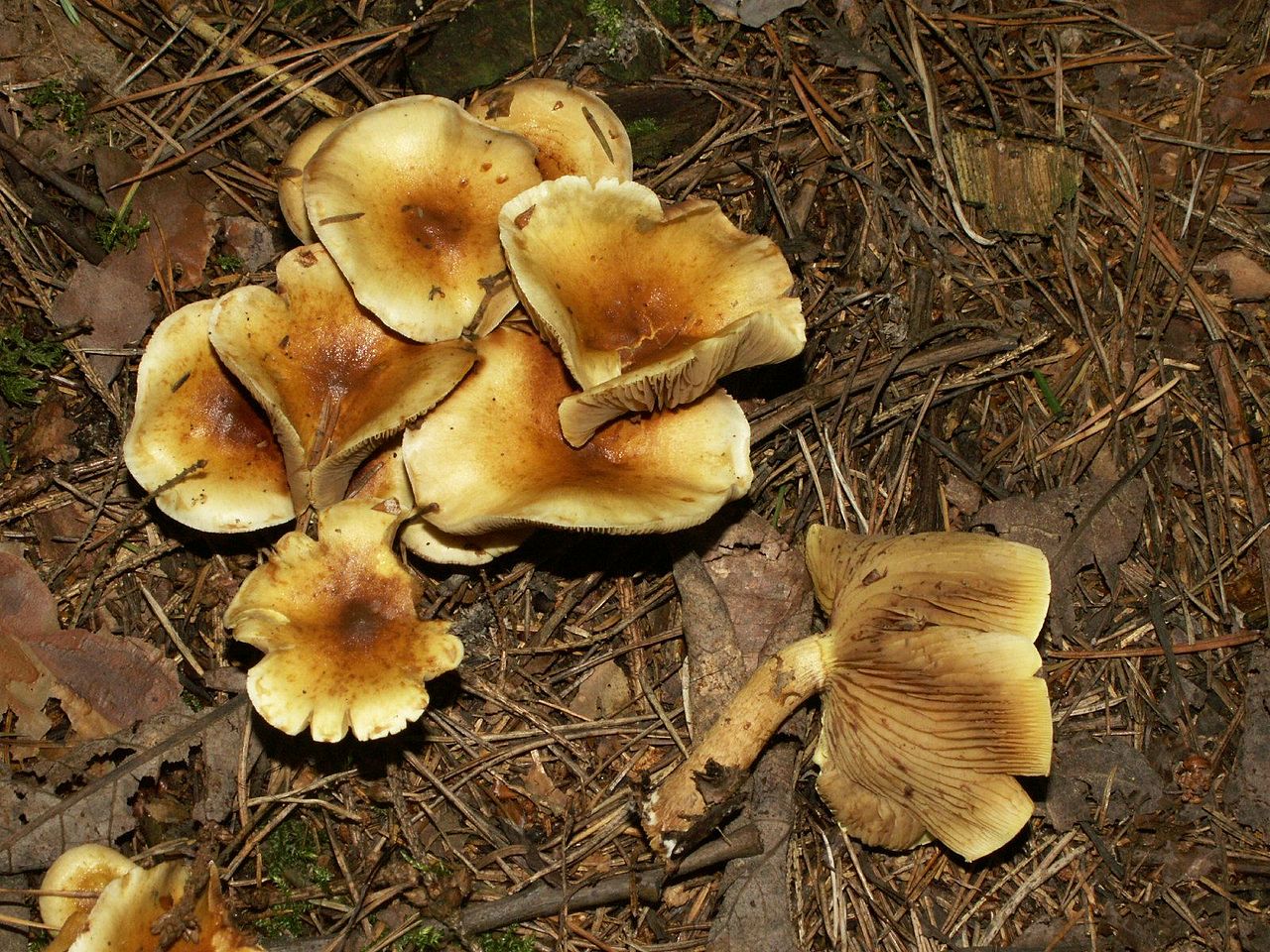 1280px-Gymnopilus_penetrans_060922_d.jpg