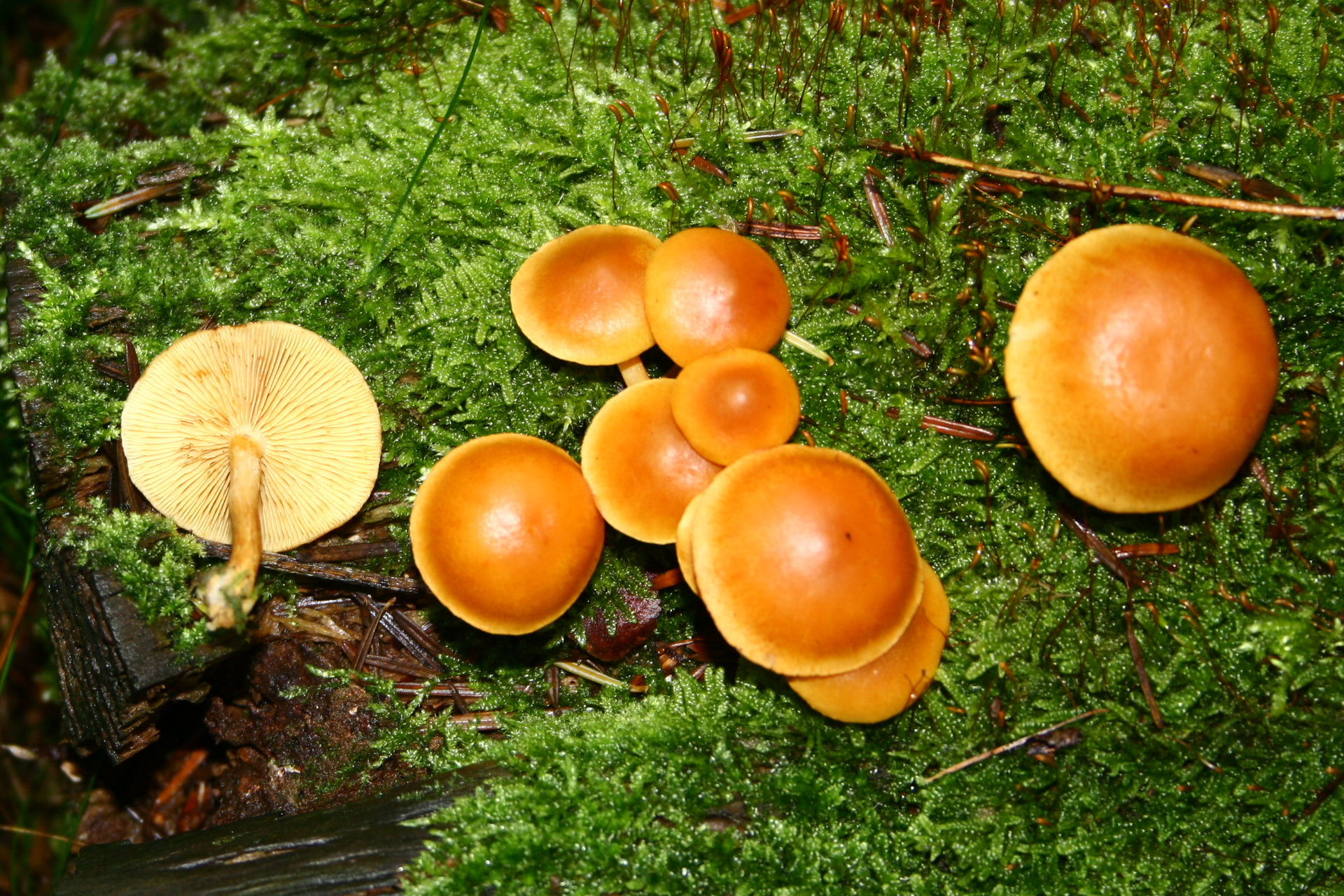 Gymnopilus_penetrans_20070928w.JPG