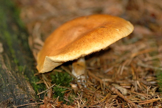 Gymnopilus_penetrans_-_lindsey.jpg