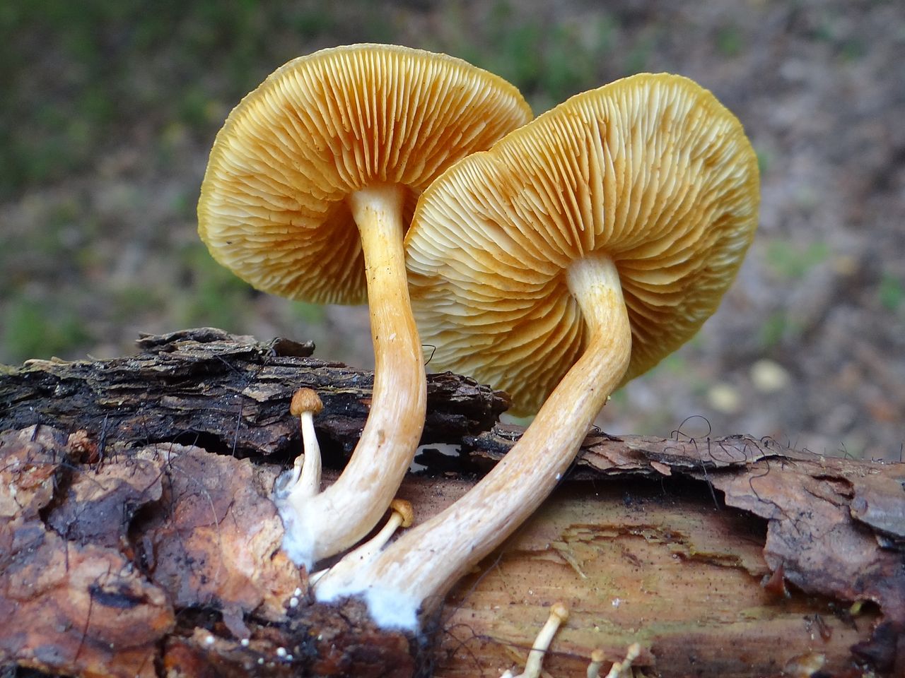 1280px-Gymnopilus_liquiritiae_2_R6.JPG
