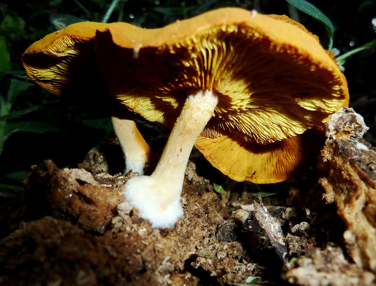1280px-Gymnopilus_penetrans,_Krantzkloof_NR,_b.jpg