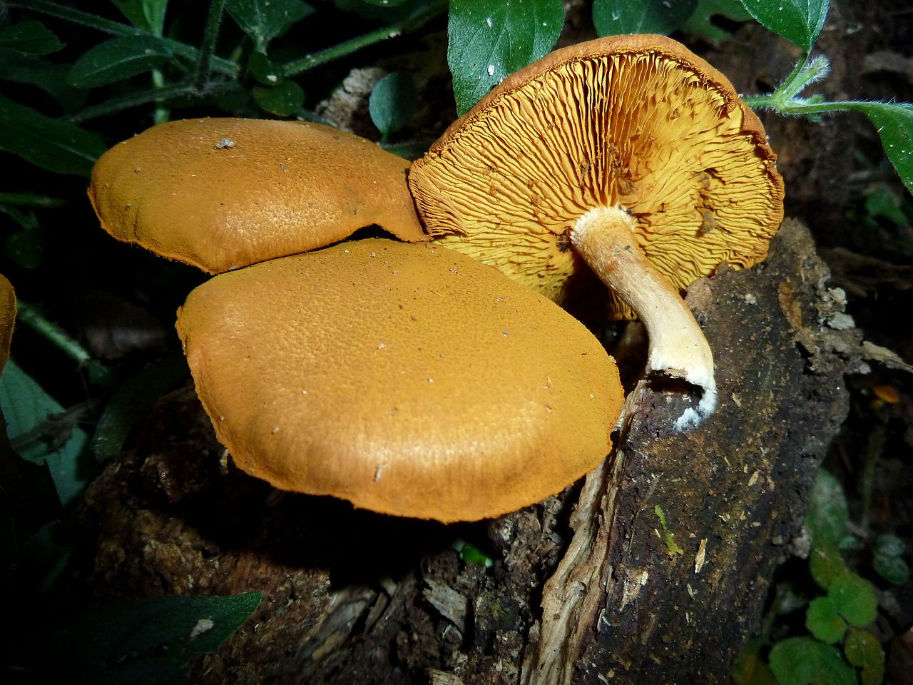 1280px-Gymnopilus_penetrans,_Krantzkloof_NR,_a.jpg