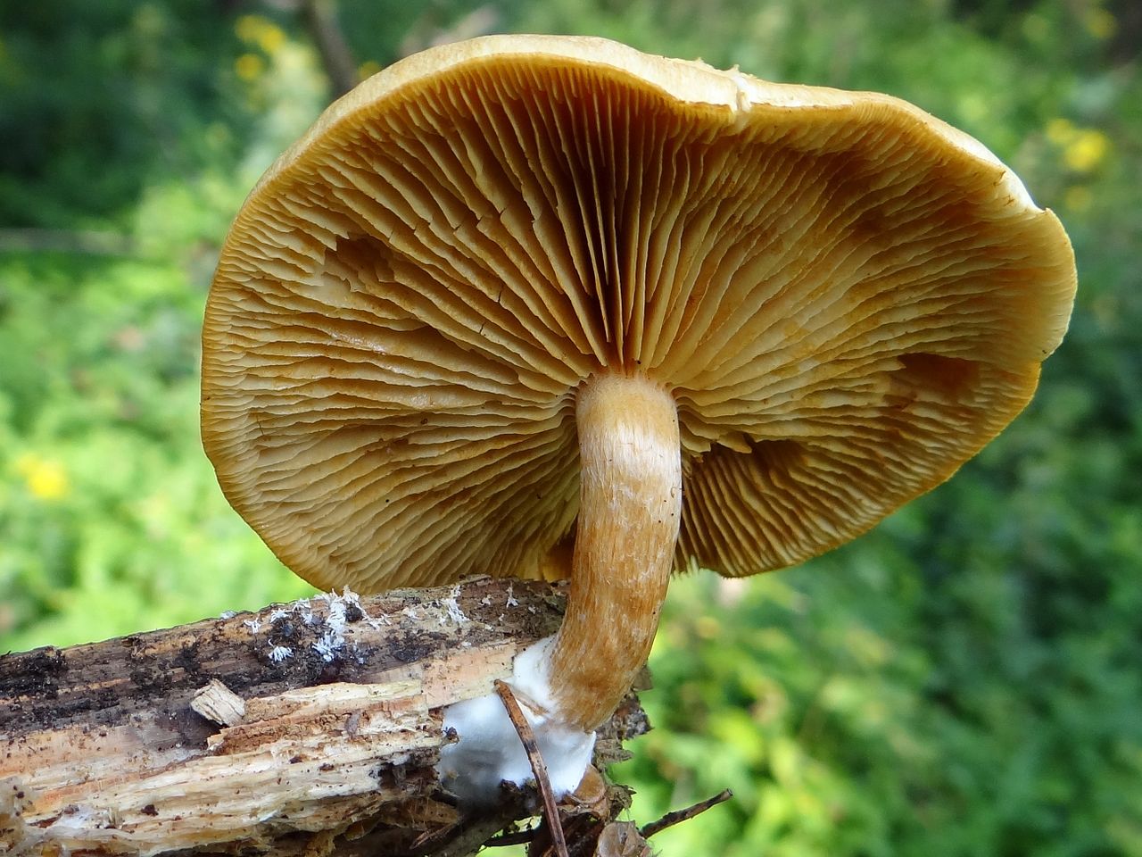 1280px-Gymnopilus_penetrans_BW46.JPG