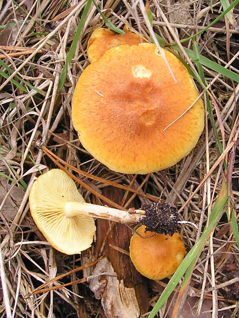 800px-Gymnopilus_penetran_041024w.jpg